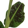 PLANT IN A BOX - Bananaier nain - Musa 'Dwarf Cavendish' - Hauteur 90-100cm - ⌀21cm - vignette