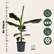PLANT IN A BOX - Bananaier nain - Musa 'Dwarf Cavendish' - Hauteur 90-100cm - ⌀21cm - vignette