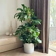 PLANT IN A BOX - Plante à trous - Monstera deliciosa - Hauteur 120-130cm - ⌀24cm - vignette