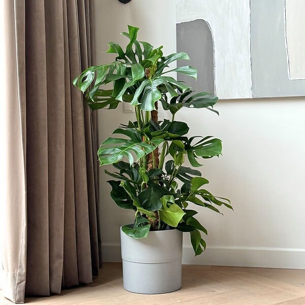 PLANT IN A BOX - Plante à trous - Monstera deliciosa - Hauteur 120-130cm - ⌀24cm - large