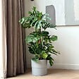 PLANT IN A BOX - Plante à trous - Monstera deliciosa - Hauteur 120-130cm - ⌀24cm - vignette