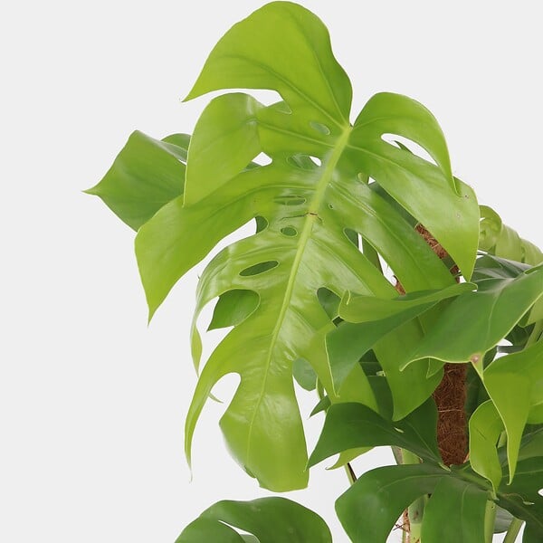 PLANT IN A BOX - Plante à trous - Monstera deliciosa - Hauteur 120-130cm - ⌀24cm - large