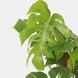 PLANT IN A BOX - Plante à trous - Monstera deliciosa - Hauteur 120-130cm - ⌀24cm - vignette