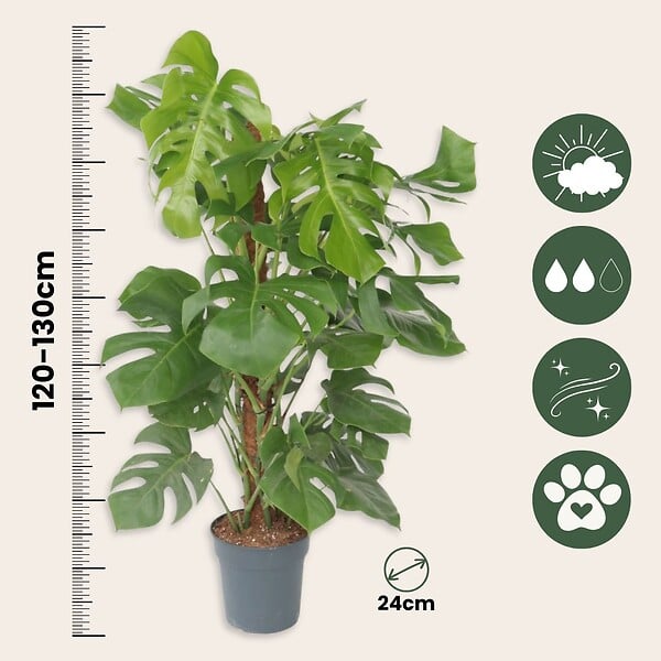 PLANT IN A BOX - Plante à trous - Monstera deliciosa - Hauteur 120-130cm - ⌀24cm - large