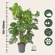 PLANT IN A BOX - Plante à trous - Monstera deliciosa - Hauteur 120-130cm - ⌀24cm - vignette