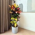 PLANT IN A BOX - Croton - Codiaeum variegatum 'Mrs. Iceton' - Hauteur 140-150cm - ⌀31cm - vignette