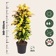 PLANT IN A BOX - Croton - Codiaeum variegatum 'Mrs. Iceton' - Hauteur 140-150cm - ⌀31cm - vignette