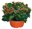 TAUGOURDEAU - kalanchoé à fleurs simples en coupe de 23 cm - vignette