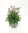 FLEURON - Œillets Peach Party - Pot Diam.10.5cm - Plante à massif - vignette