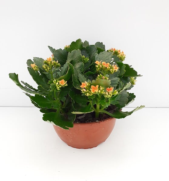 TAUGOURDEAU - kalanchoé à fleurs simples en coupe de 23 cm - large