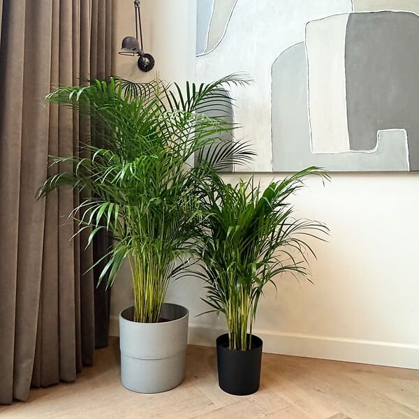 PLANT IN A BOX - Palmier areca - Dypsis lutescens - Hauteur 100-120cm - ⌀21cm - large