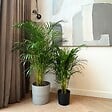 PLANT IN A BOX - Palmier areca - Dypsis lutescens - Hauteur 100-120cm - ⌀21cm - vignette