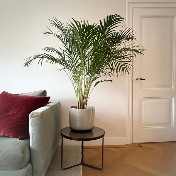 PLANT IN A BOX - Palmier areca - Dypsis lutescens - Hauteur 100-120cm - ⌀21cm - large