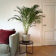PLANT IN A BOX - Palmier areca - Dypsis lutescens - Hauteur 100-120cm - ⌀21cm - vignette