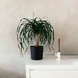 PLANT IN A BOX - Pied d'éléphant - Beaucarnea 'recurvata' - Hauteur 60-70cm - ⌀21cm - vignette