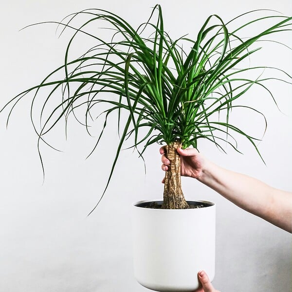 PLANT IN A BOX - Pied d'éléphant - Beaucarnea 'recurvata' - Hauteur 60-70cm - ⌀21cm - large