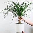 PLANT IN A BOX - Pied d'éléphant - Beaucarnea 'recurvata' - Hauteur 60-70cm - ⌀21cm - vignette