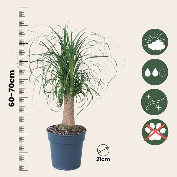 PLANT IN A BOX - Pied d'éléphant - Beaucarnea 'recurvata' - Hauteur 60-70cm - ⌀21cm - large