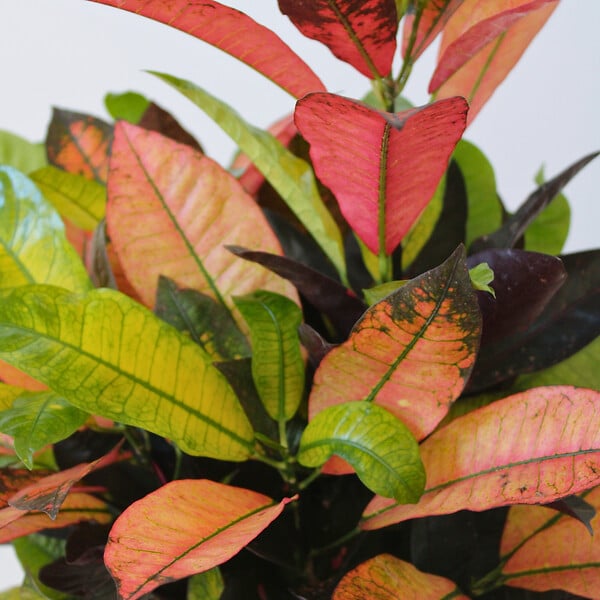 PLANT IN A BOX - Croton - Codiaeum variegatum 'Mrs. Iceton' - Hauteur 90-100cm - Pot 27cm - large