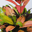 PLANT IN A BOX - Croton - Codiaeum variegatum 'Mrs. Iceton' - Hauteur 90-100cm - Pot 27cm - vignette