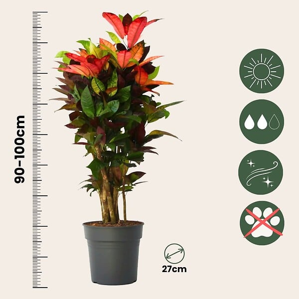 PLANT IN A BOX - Croton - Codiaeum variegatum 'Mrs. Iceton' - Hauteur 90-100cm - Pot 27cm - large