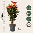 PLANT IN A BOX - Croton - Codiaeum variegatum 'Mrs. Iceton' - Hauteur 90-100cm - Pot 27cm - vignette