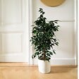 PLANT IN A BOX - Ficus pleureur - Ficus benjamina 'Danielle' - Hauteur 100-110cm - ⌀21cm - vignette