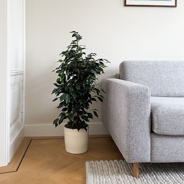 PLANT IN A BOX - Ficus pleureur - Ficus benjamina 'Danielle' - Hauteur 100-110cm - ⌀21cm - large