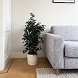 PLANT IN A BOX - Ficus pleureur - Ficus benjamina 'Danielle' - Hauteur 100-110cm - ⌀21cm - vignette