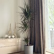PLANT IN A BOX - Dragonnier - Dracaena marginata - Hauteur 110-130cm - ⌀24cm - vignette