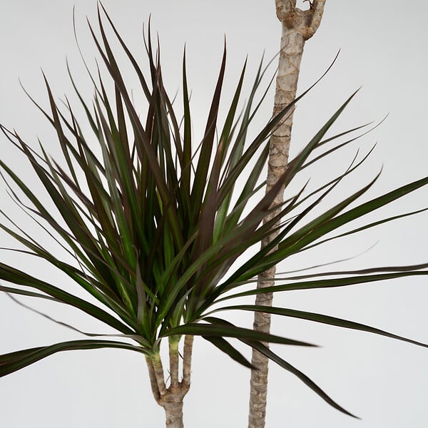 PLANT IN A BOX - Dragonnier - Dracaena marginata - Hauteur 110-130cm - ⌀24cm - large