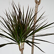 PLANT IN A BOX - Dragonnier - Dracaena marginata - Hauteur 110-130cm - ⌀24cm - vignette