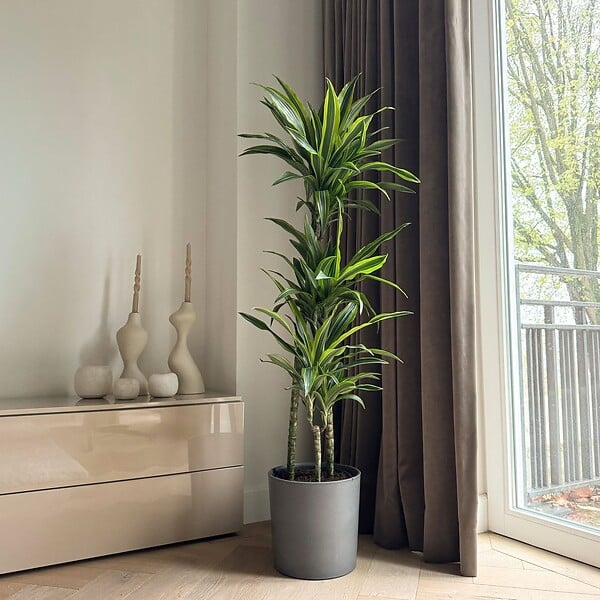 PLANT IN A BOX - Dragonnier - Dracaena 'Lemon Lime' - Hauteur 130-140cm - ⌀24cm - large