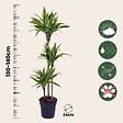 PLANT IN A BOX - Dragonnier - Dracaena 'Lemon Lime' - Hauteur 130-140cm - ⌀24cm - vignette