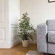 PLANT IN A BOX - Ficus pleureur - Ficus Benjamina 'Twilight' - Hauteur 100-110cm - ⌀21cm - vignette