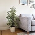 PLANT IN A BOX - Ficus pleureur - Ficus Benjamina 'Twilight' - Hauteur 100-110cm - ⌀21cm - vignette
