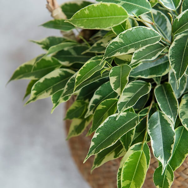 PLANT IN A BOX - Ficus pleureur - Ficus Benjamina 'Twilight' - Hauteur 100-110cm - ⌀21cm - large