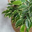 PLANT IN A BOX - Ficus pleureur - Ficus Benjamina 'Twilight' - Hauteur 100-110cm - ⌀21cm - vignette