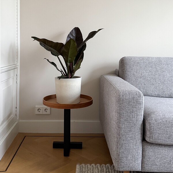 PLANT IN A BOX - Plante verte - Philodendron 'Imperial Red' - Hauteur 50cm - ⌀19cm - large