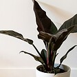PLANT IN A BOX - Plante verte - Philodendron 'Imperial Red' - Hauteur 50cm - ⌀19cm - vignette