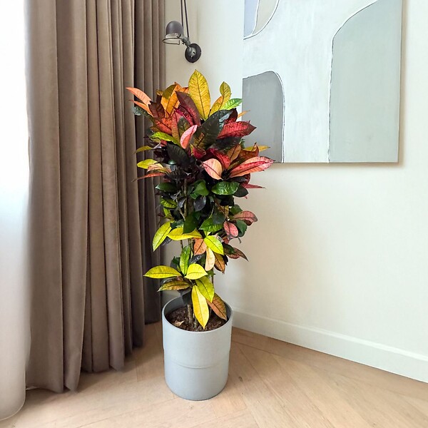 PLANT IN A BOX - Croton - Codiaeum variegatum 'Mrs. Iceton' - Hauteur 60-70cm - ⌀19cm - large
