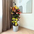 PLANT IN A BOX - Croton - Codiaeum variegatum 'Mrs. Iceton' - Hauteur 60-70cm - ⌀19cm - vignette