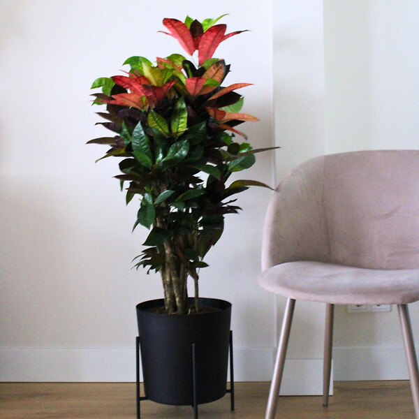 PLANT IN A BOX - Croton - Codiaeum variegatum 'Mrs. Iceton' - Hauteur 60-70cm - ⌀19cm - large