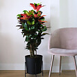 PLANT IN A BOX - Croton - Codiaeum variegatum 'Mrs. Iceton' - Hauteur 60-70cm - ⌀19cm - vignette