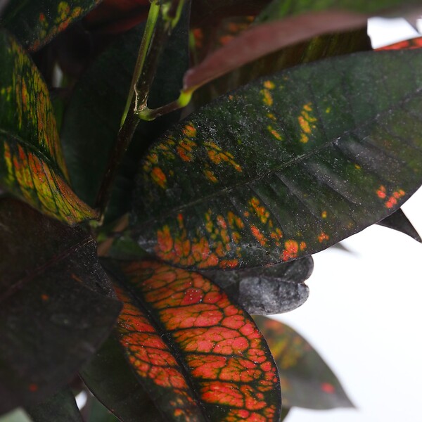 PLANT IN A BOX - Croton - Codiaeum variegatum 'Mrs. Iceton' - Hauteur 60-70cm - ⌀19cm - large