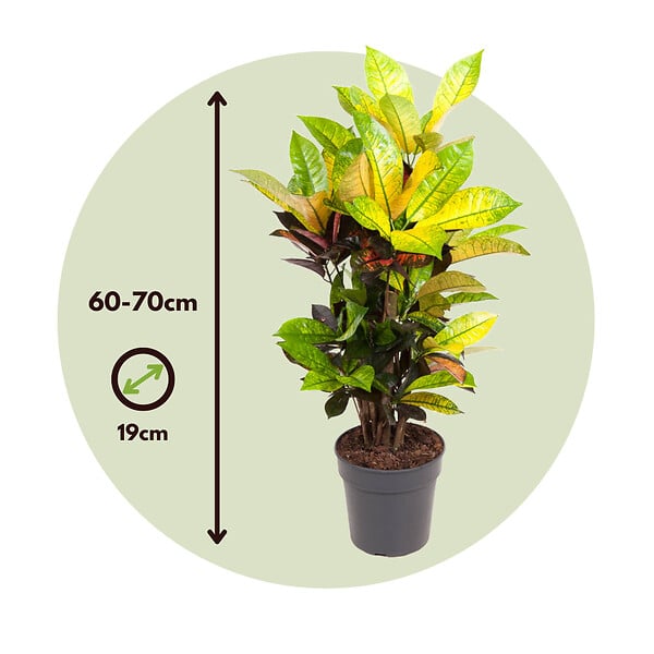 PLANT IN A BOX - Croton - Codiaeum variegatum 'Mrs. Iceton' - Hauteur 60-70cm - ⌀19cm - large