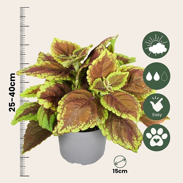 PLANT IN A BOX - Plante à feuillage - Set de 3 - Plectranthus scutellarioides - H25-40cm - ⌀13cm - large