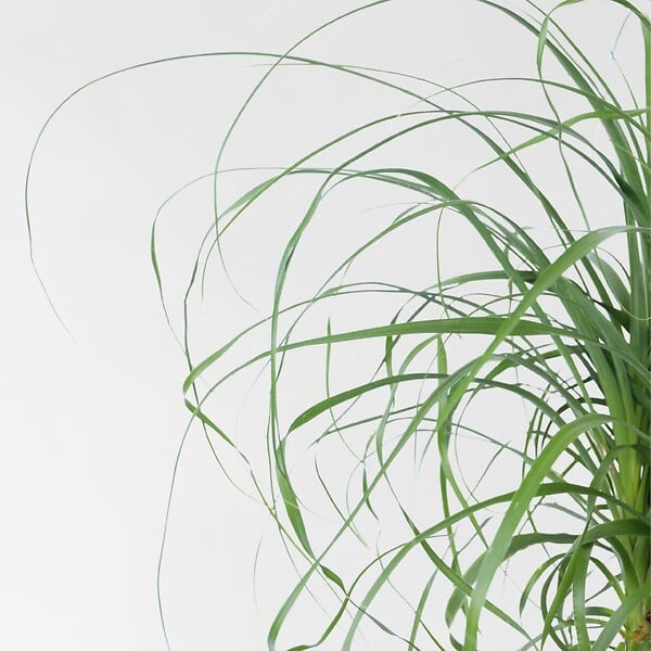 PLANT IN A BOX - Pied d'éléphant - Beaucarnea 'recurvata' - Hauteur 60-70cm - ⌀21cm - large