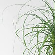 PLANT IN A BOX - Pied d'éléphant - Beaucarnea 'recurvata' - Hauteur 60-70cm - ⌀21cm - vignette