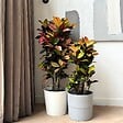 PLANT IN A BOX - Croton - Codiaeum variegatum 'Mrs. Iceton' - Hauteur 90-100cm - Pot 27cm - vignette